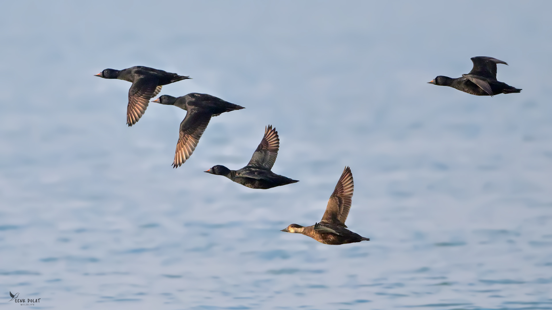 Common Scoter